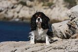 CAVALIER KING CHARLES 559